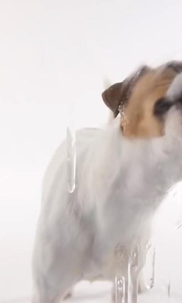 Dog Lick Screen Live Wallpaper - Preview 5