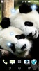 Panda LWP + Games Puzzle screenshot 1