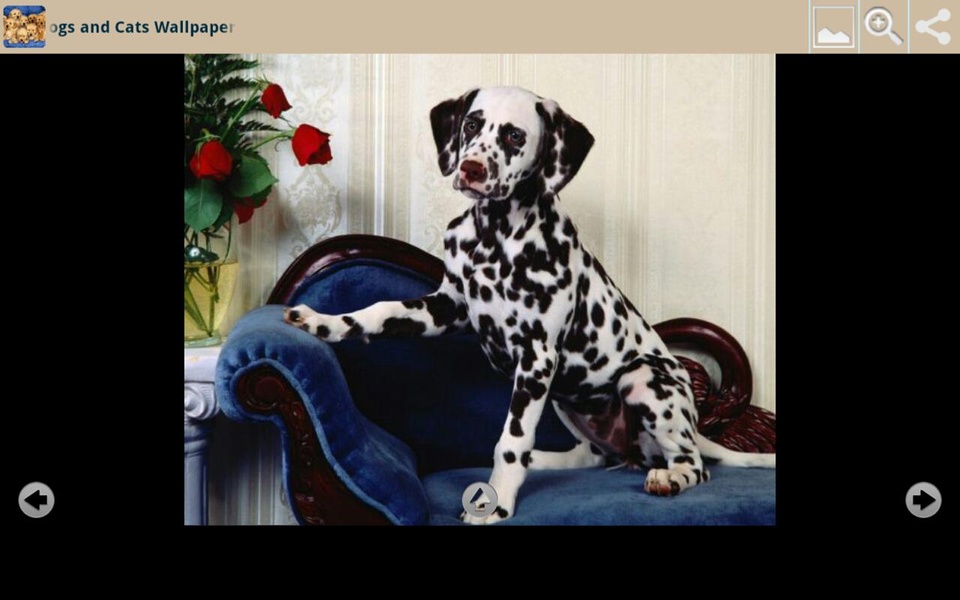 Dogs and Cats Wallpapers - Preview 2