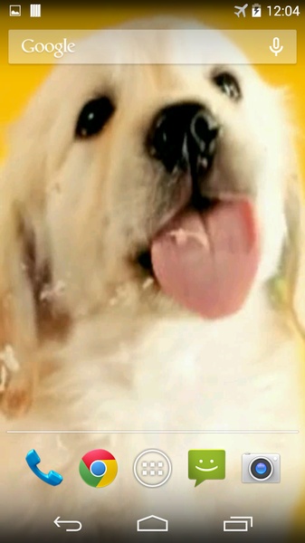 Puppy Licks Screen - Preview 3