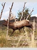 North American Elk screenshot 5