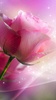 Pink Roses Live Wallpaper screenshot 5