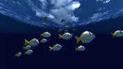 Fish Schooling screenshot 4