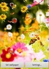 Flowers Live Wallpaper screenshot 8