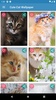 Cute Cat Wallpaper screenshot 13