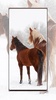 Horse Wallpapers screenshot 2