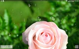 Розы Живые Обои screenshot 4