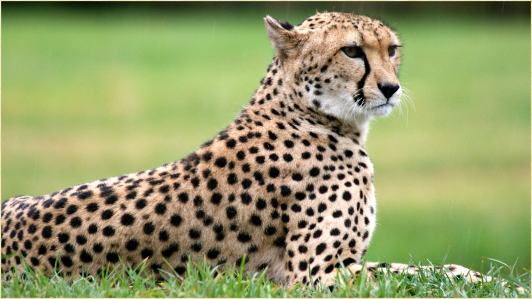 Wild Animals Pictures - Preview 5