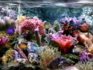 Sim Aquarium Free Tank screenshot 1