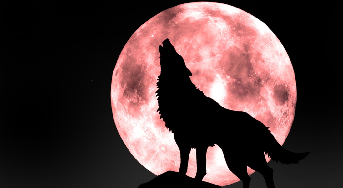 Wolf - Preview 1