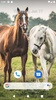 Horse Wallpaper HD screenshot 6