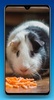 Guinea Pig Wallpaper HD screenshot 3
