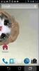 ChoCho Cat screenshot 17
