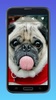 Amazing Pugs Wallpapers screenshot 5