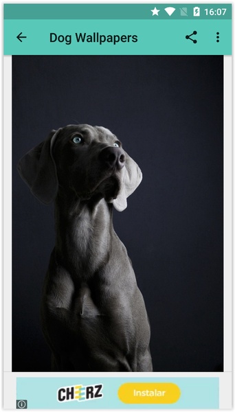 Dog Wallpapers (HD) - Preview 4