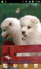 Puppies Live Wallpaper screenshot 1