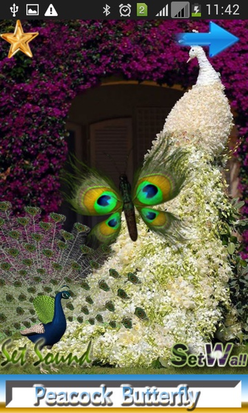 Butterfly Peacock - Preview 4
