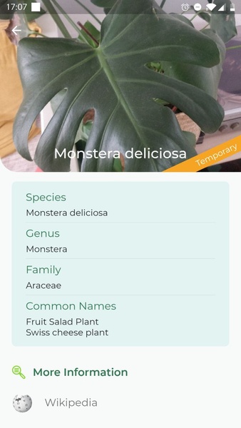 LeafSnap - Preview 4