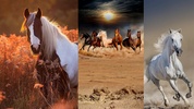 Horse Wallpapers screenshot 5