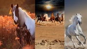 Horse Wallpapers screenshot 6