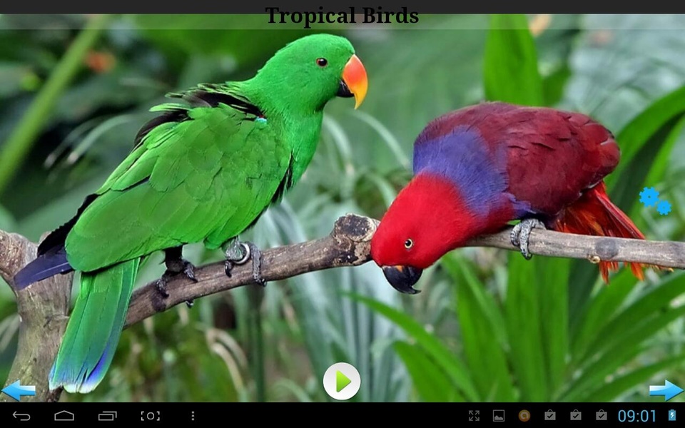 Best Nature Sounds - Preview 4