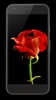 Blooming Rose Video Wallpaper screenshot 4
