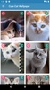 Cute Cat Wallpaper screenshot 12