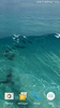 Dolphins Video Live Wallpaper screenshot 8
