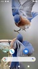 Bird Wallpaper HD screenshot 1