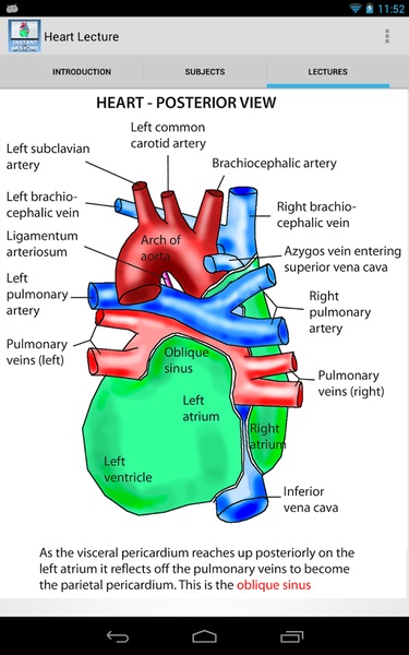 Heart Lecture - Preview 2