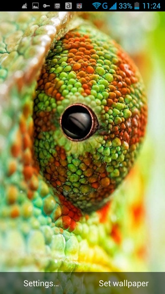 Chameleon Live Wallpaper - Preview 4