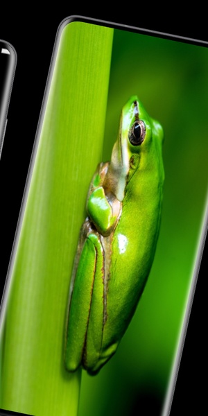 frog wallpaper - Preview 2