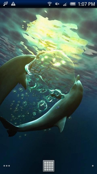 Dolphin Moonlight Trial - Preview 2
