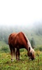 Horse Puzzles screenshot 1