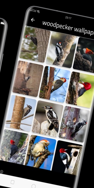 woodpecker wallpaper - Preview 2