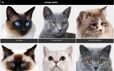 Породы кошек screenshot 4