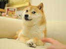 Doge screenshot 1