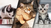 Cute Kitten Puzzle Kit screenshot 3