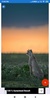 Cheetah Wallpapers: HD Images, Free Pics download screenshot 1