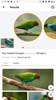 Picture Bird - Bird Identifier screenshot 2