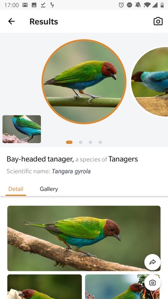 Picture Bird - Bird Identifier - Preview 2