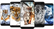 Tiger Wallpaper HD & 4K screenshot 4