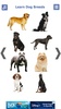 Dog Breeds 🐶 Golden Retriever | Rottweiler screenshot 6