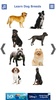 Dog Breeds Golden Retriever | Rottweiler screenshot 7