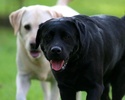 Labrador Retrievers Wallpapers screenshot 1