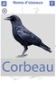 تعليم أسماء الطيور باللغة الفرنسية screenshot 7