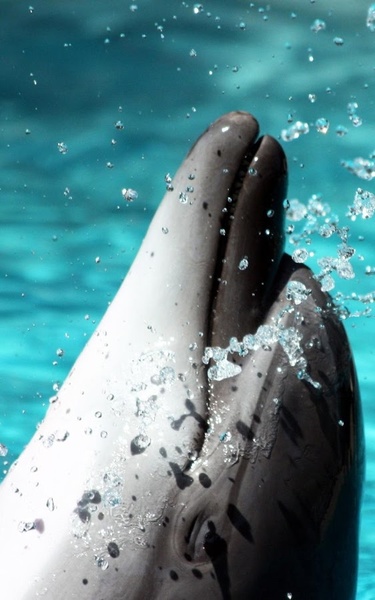 Dolphin HD Live Wallpaper - Preview 5