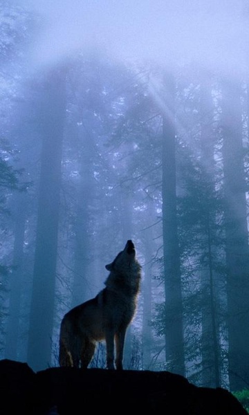 Wolves Live Wallpaper - Preview 4