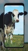 Cow Wallpapers screenshot 5