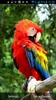 Parrot Live Wallpaper screenshot 3